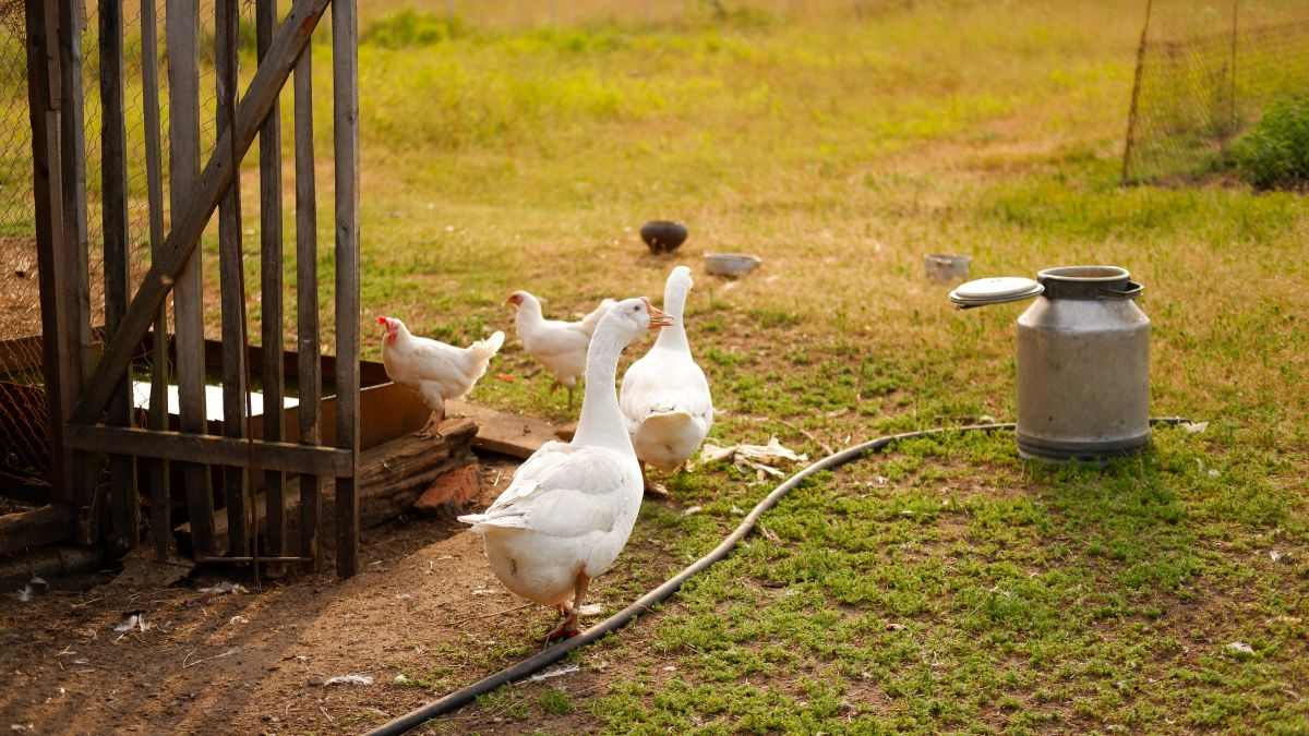 galvanized animal feeder